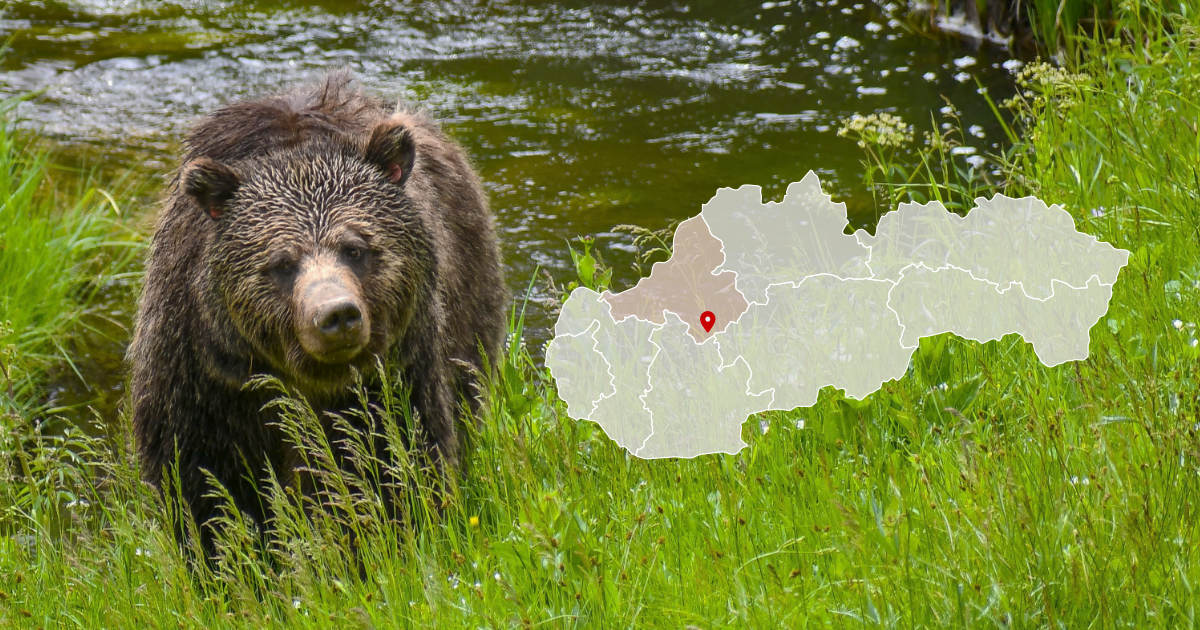 Medveď v Koľačne pri Partizánskom