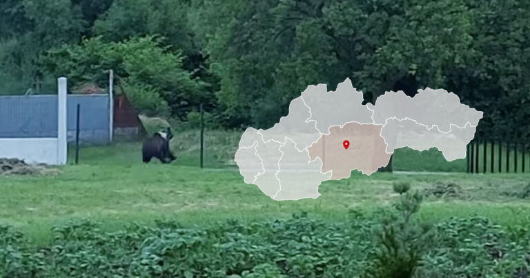 Medveď v Detve na záhrade