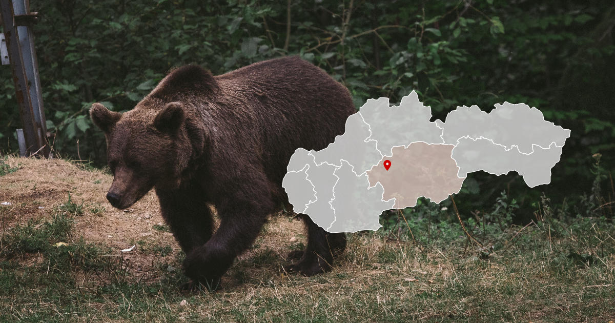 Medveď pri obci Pitelová, Žiar nad Hronom