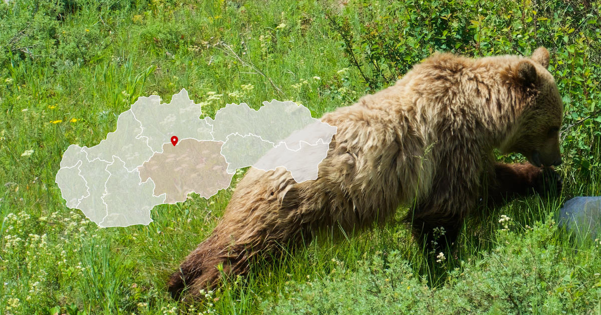 Medveď v obci Podkonice