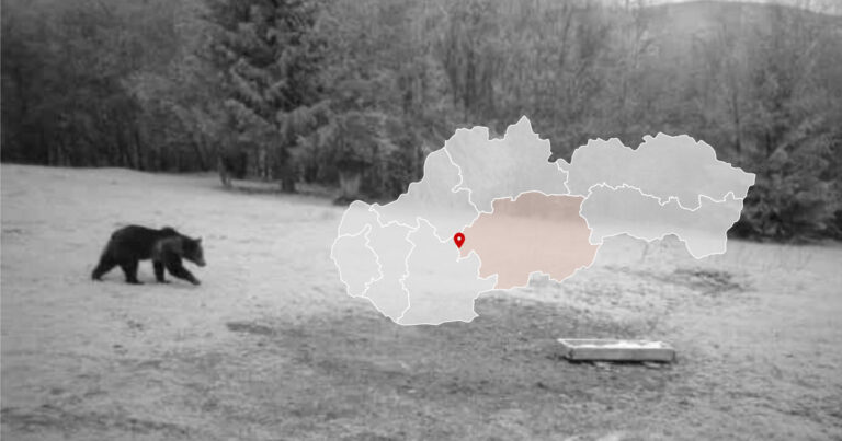 Medveď Veľká Lehota pri Žarnovici