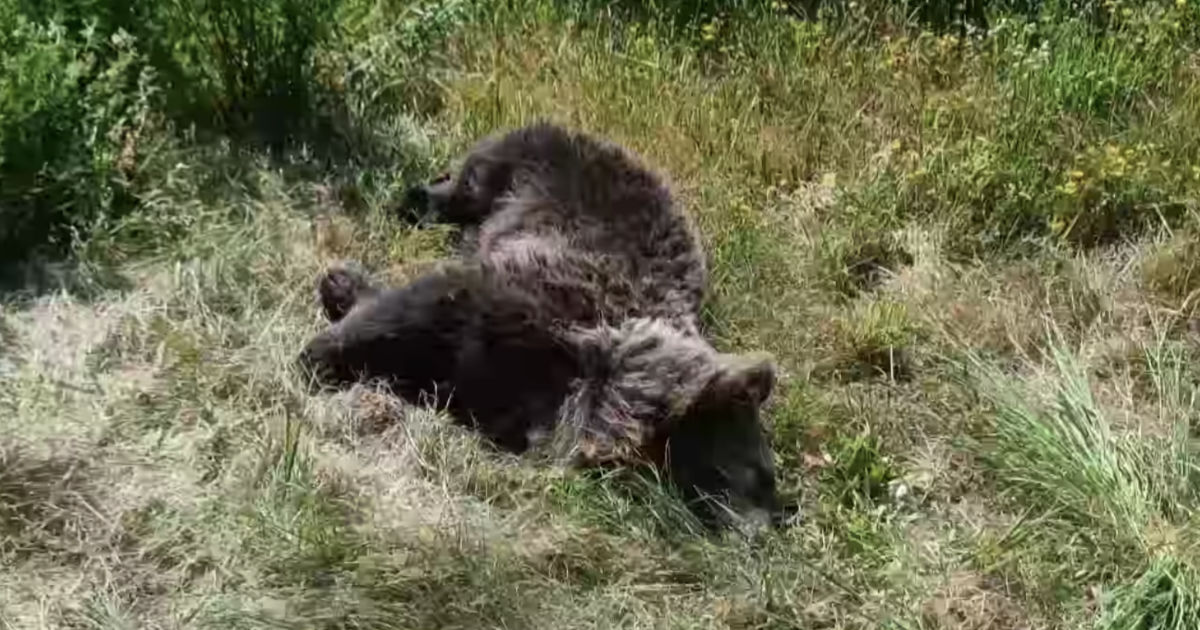 Zrazený medveď pri Brusne