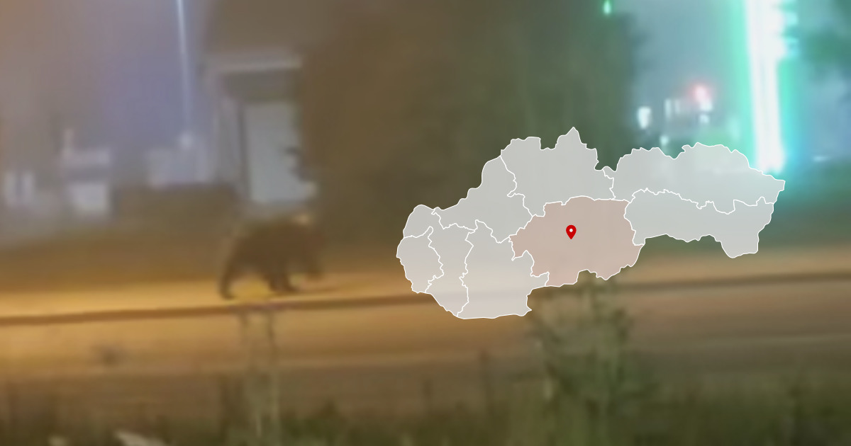 Medveď v Detve pri autobusovej stranici