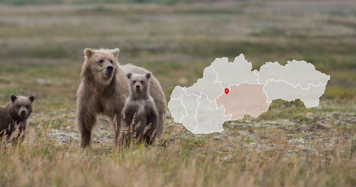 Medvedica s mláďatami nad obcou Horná Ves, Žiar nad Hronom