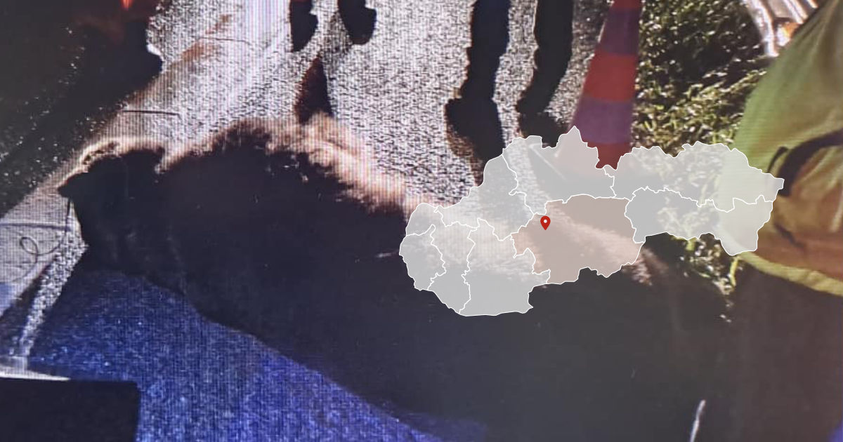 Zrazený medveď na diaľnici pri Hronskej Dúbrave