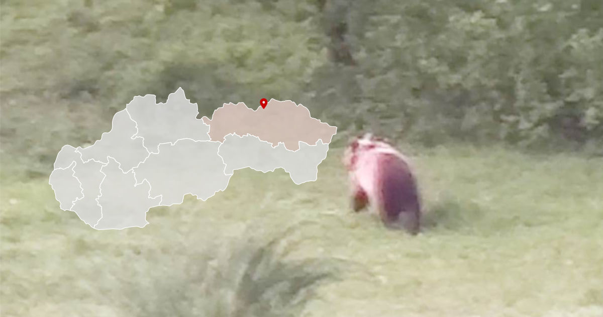 Medveď pri obci Kurov neďaleko Bardejova