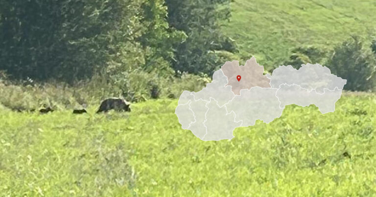 Medvedica s mláďatami nad sídliskom Košúty v Martine