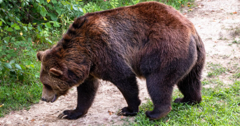 Medveď pri Nitre pri obciach Dolné Obdokovce a pri obci Klasov