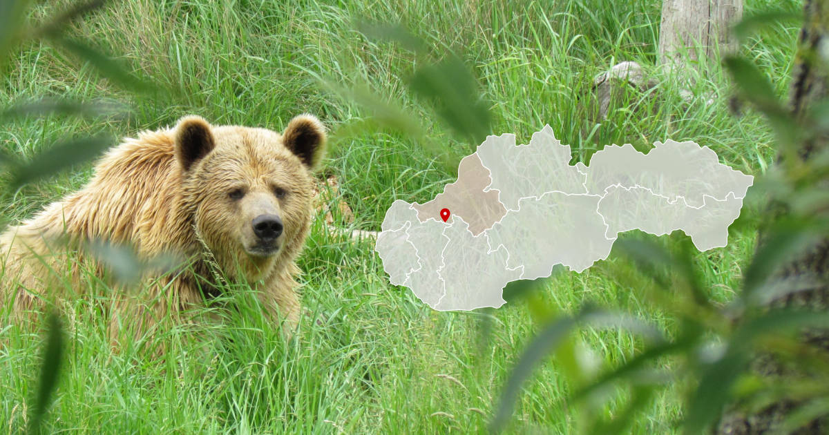 Medveď pri obci Modrová neďaleko Piešťan