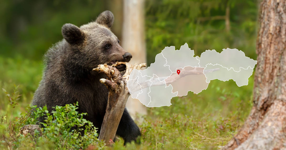 Medveď pri Pršianskej Terase, Banská Bystrica