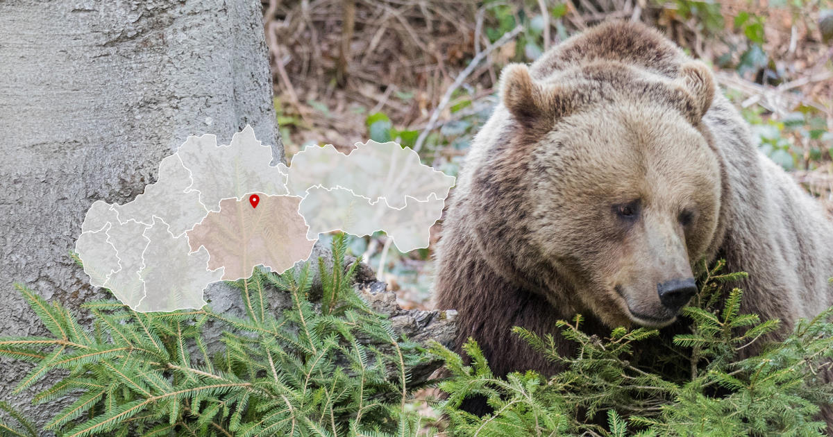 Medveď v lokalite Šikov pri Podbrezovej