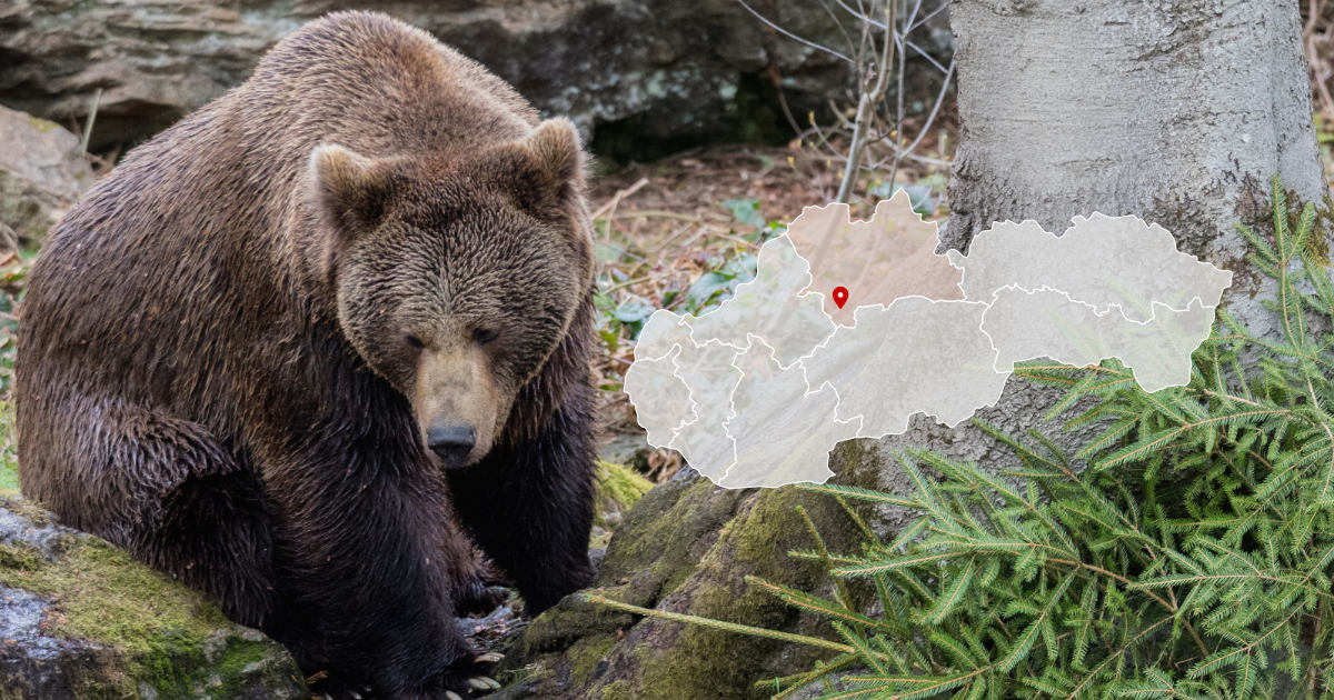 Útok medveďa pri Turčianskych Tepliciach na farme v Háji