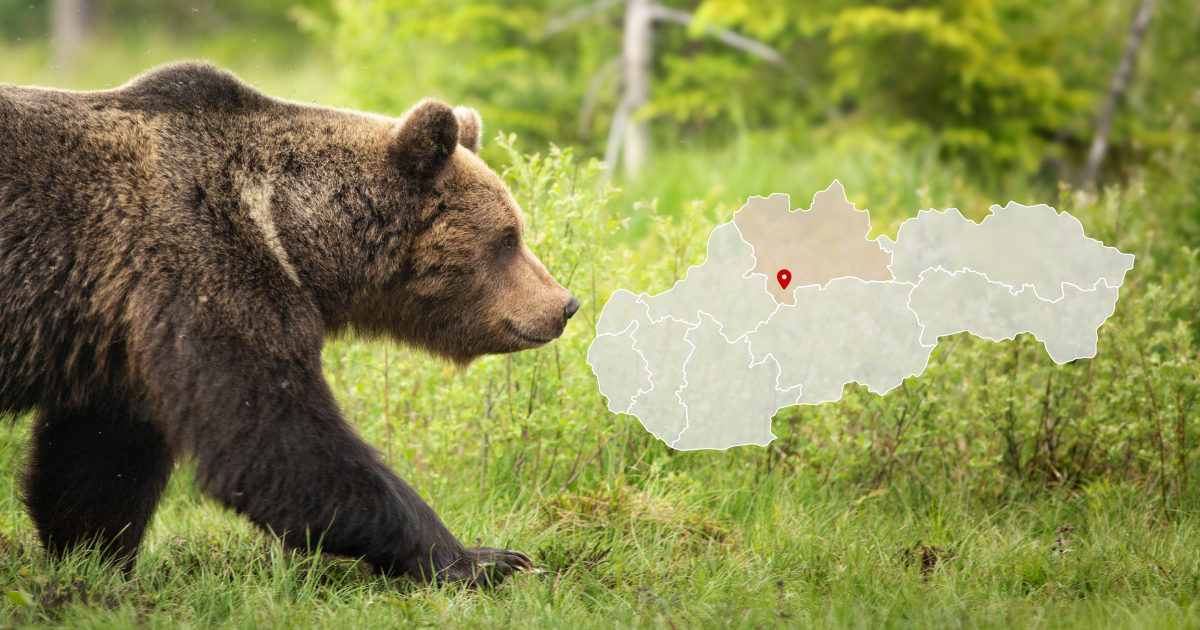 Medveď na farme Veles v obci Háj pri Turčianskych Tepliciach