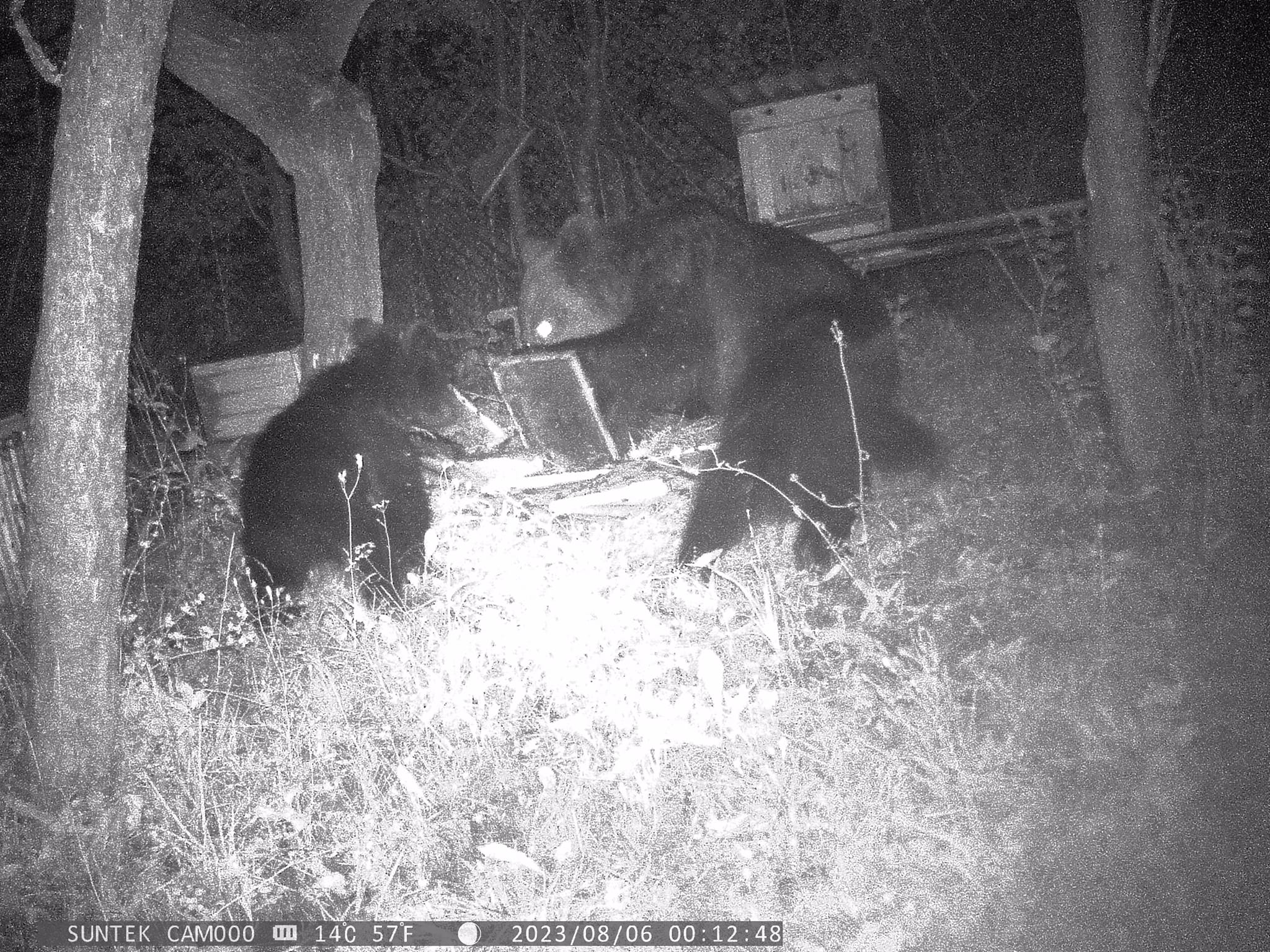 Medvede ničia včelstvá v obci Hiadeľ