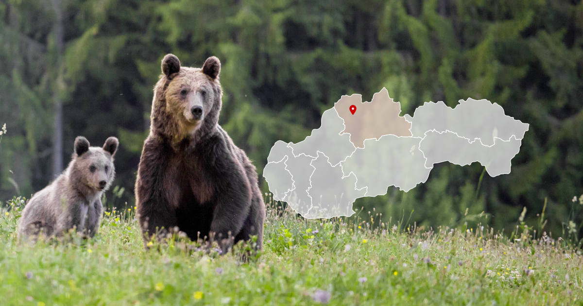 Medvede pri vyhliadkovej veži Dubeň pri Žiline