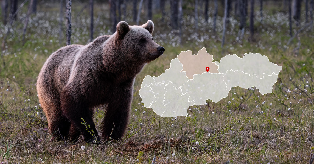 Medveďa v Demänovskej Doline usmrtili