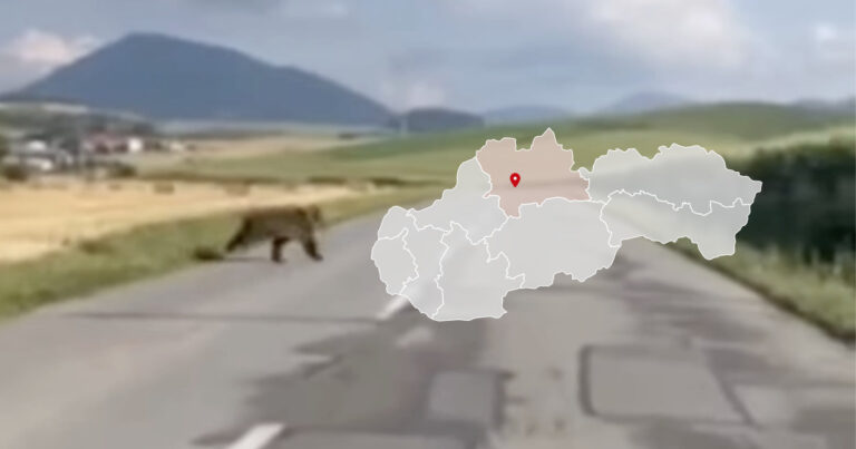 Medveď na ceste v Žilinskom kraji medzi viacerými obcami