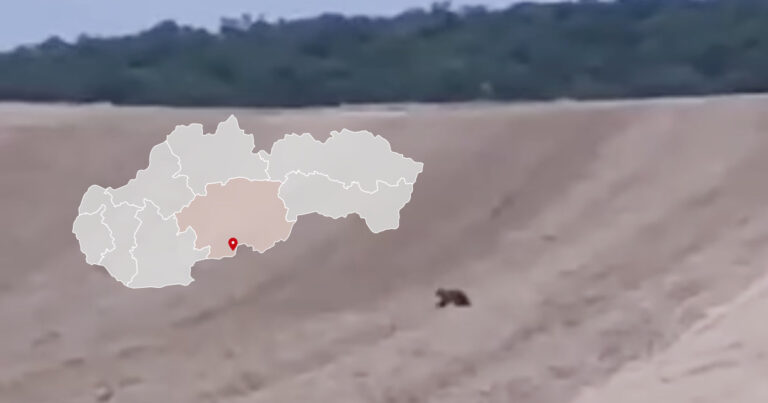 Medveď pri obci Glabušovce na južnom Slovensku