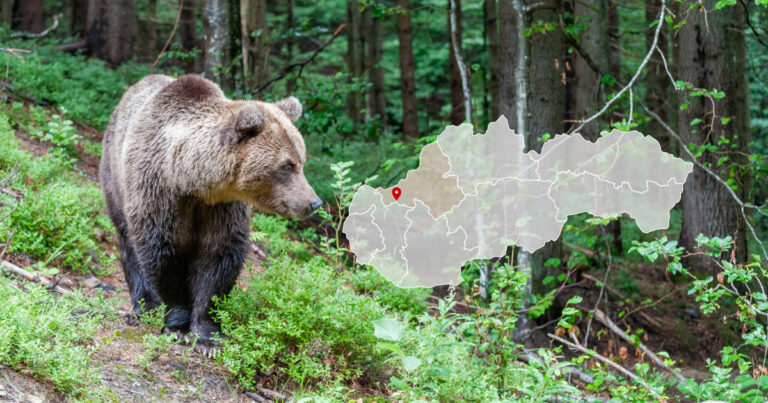 Medveď v obci Hrachovište pri Novom Meste nad Váhom