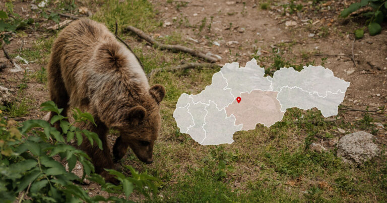 Medveď v katastri obce Ihráč pri Kremnici