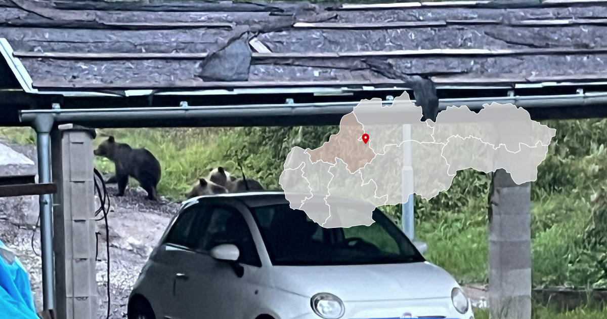 Medvedica s mláďatami v Kľačne pri domoch