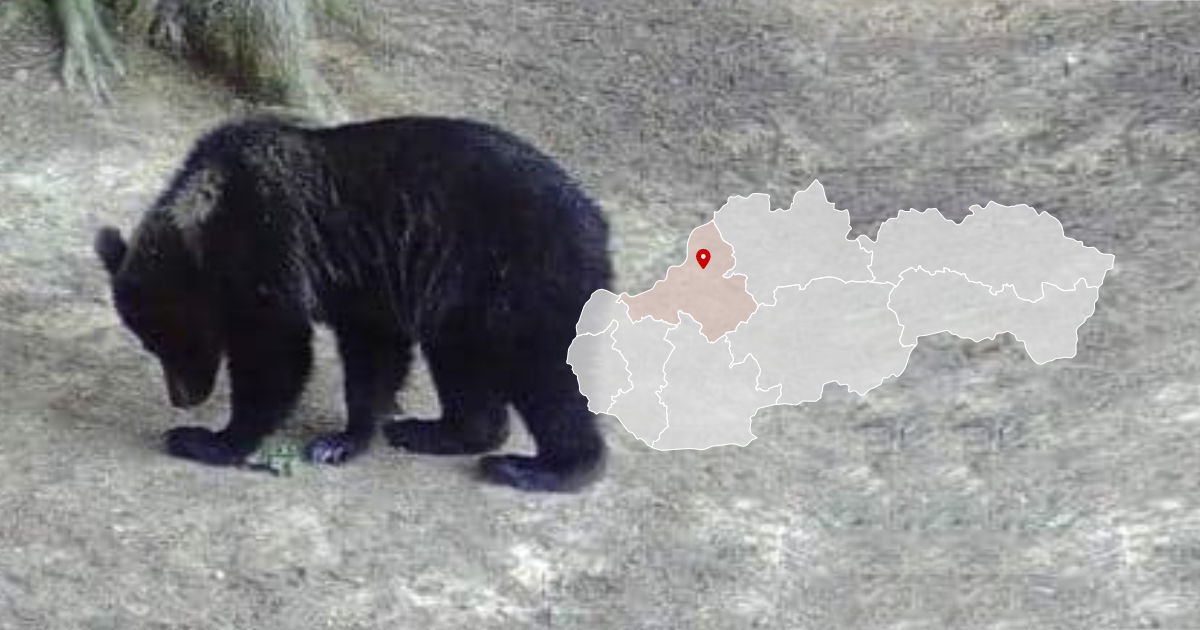 Medveď v okolí obce Košeca pri Ilave v Trenčianskom kraji