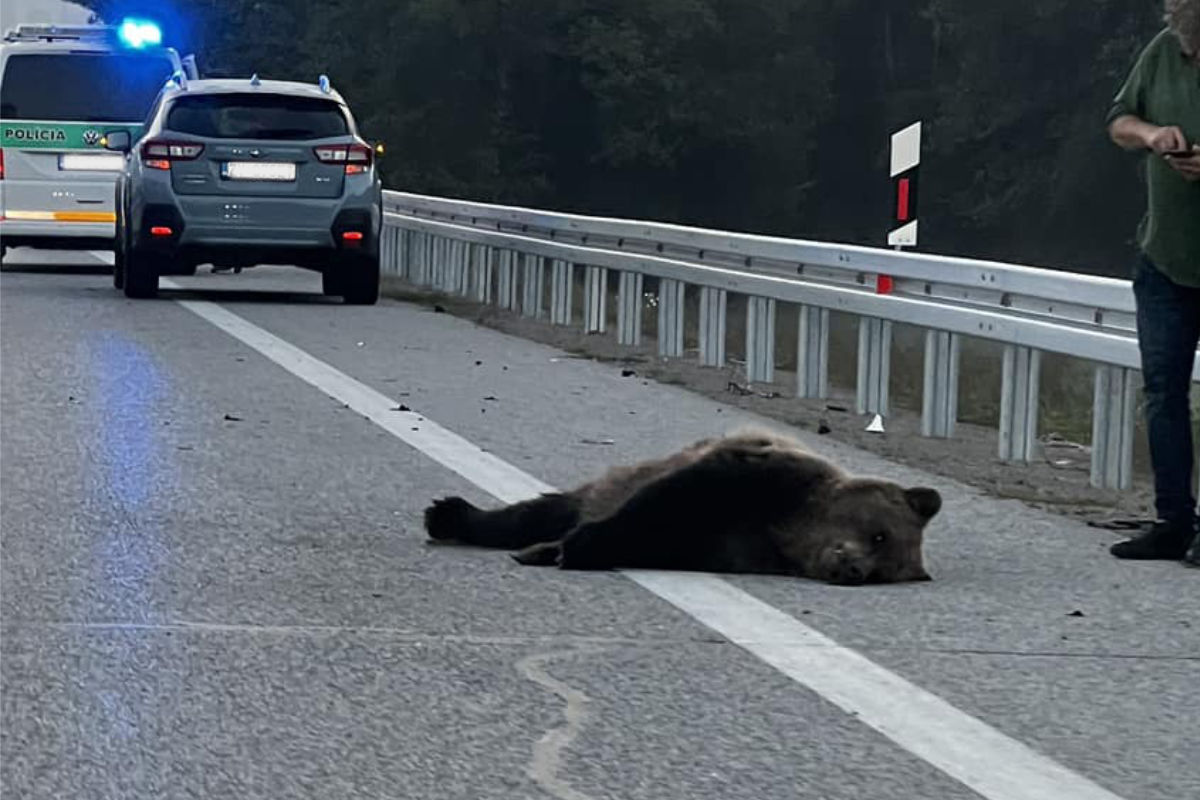 Zrazený medveď pri Slovenskej Ľupči