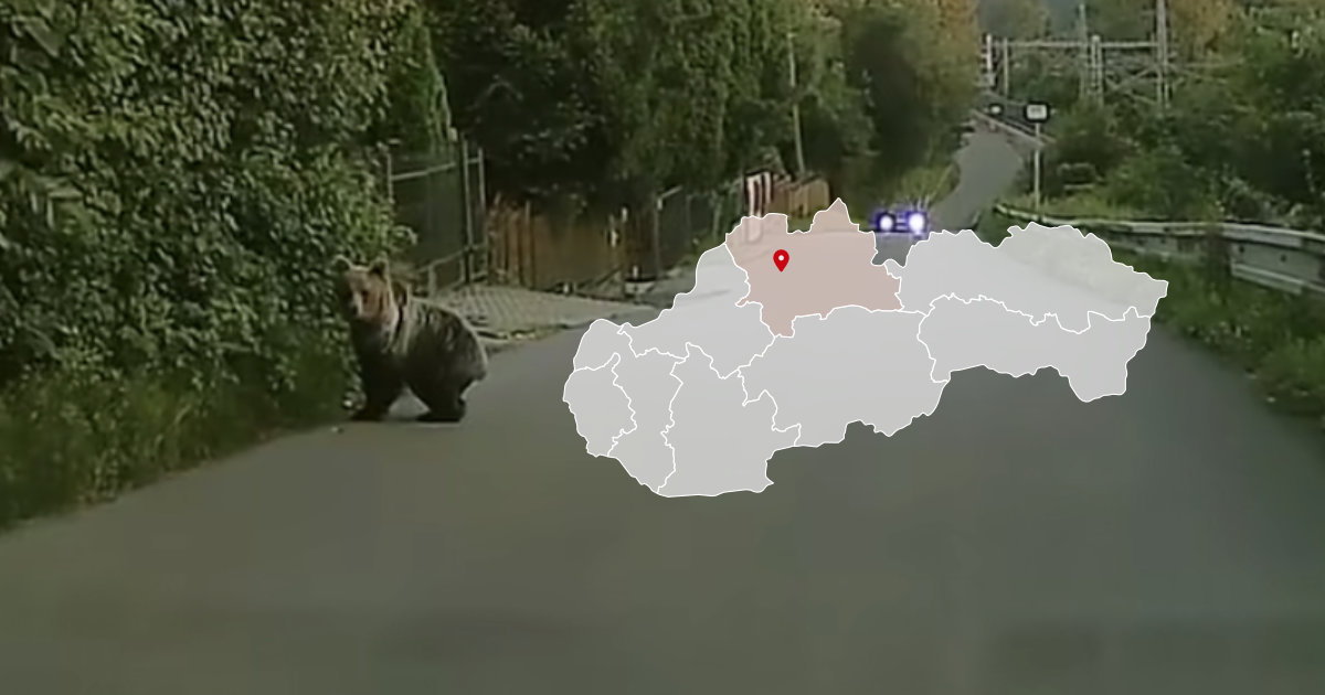 Medveď pri Žiline na ceste medzi Varínom a Nezbudskou Lúčkou