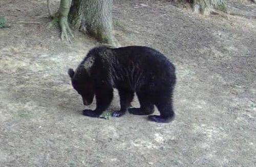 Medveď v okolí obce Košeca pri Ilave