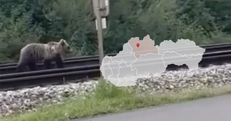 Medveď blízko cyklistov v Nezbudskej Lúčke pri Žiline