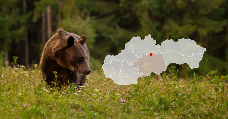 Medveď v Podbrezovej