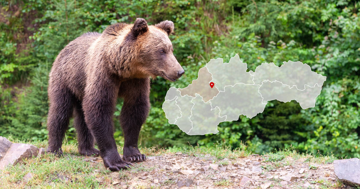Medveď v obci Poruba na záhrade