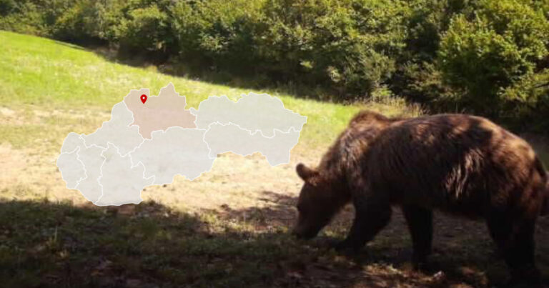 Medveď pri obci Povina pri Kysuckom Novom Meste