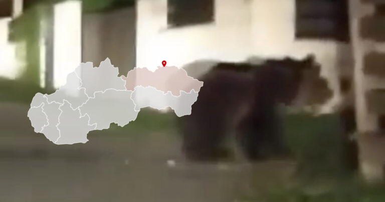 Medveď na ceste v obci Regetovka pri Bardejove