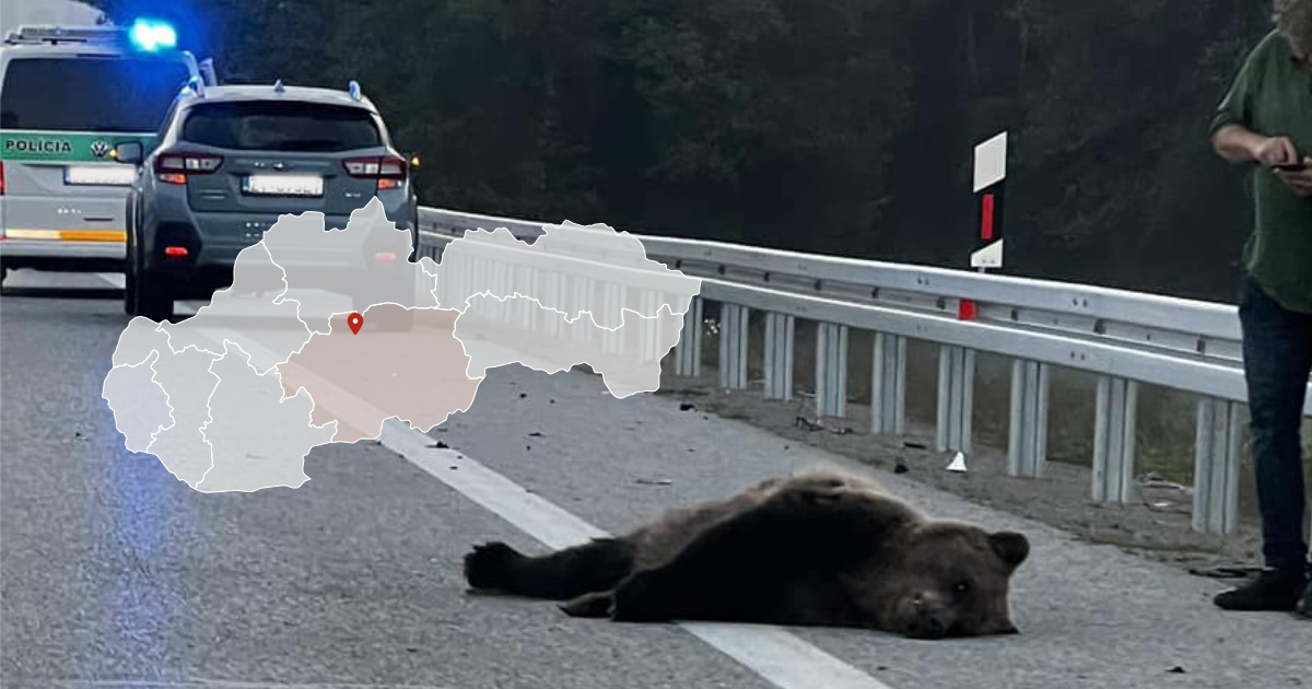 Zrazený medveď pri Slovenskej Ľupči