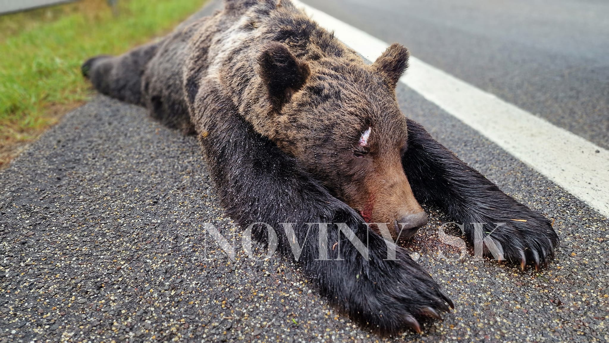Mŕtvy medveď na ceste R1 pri Zvolene