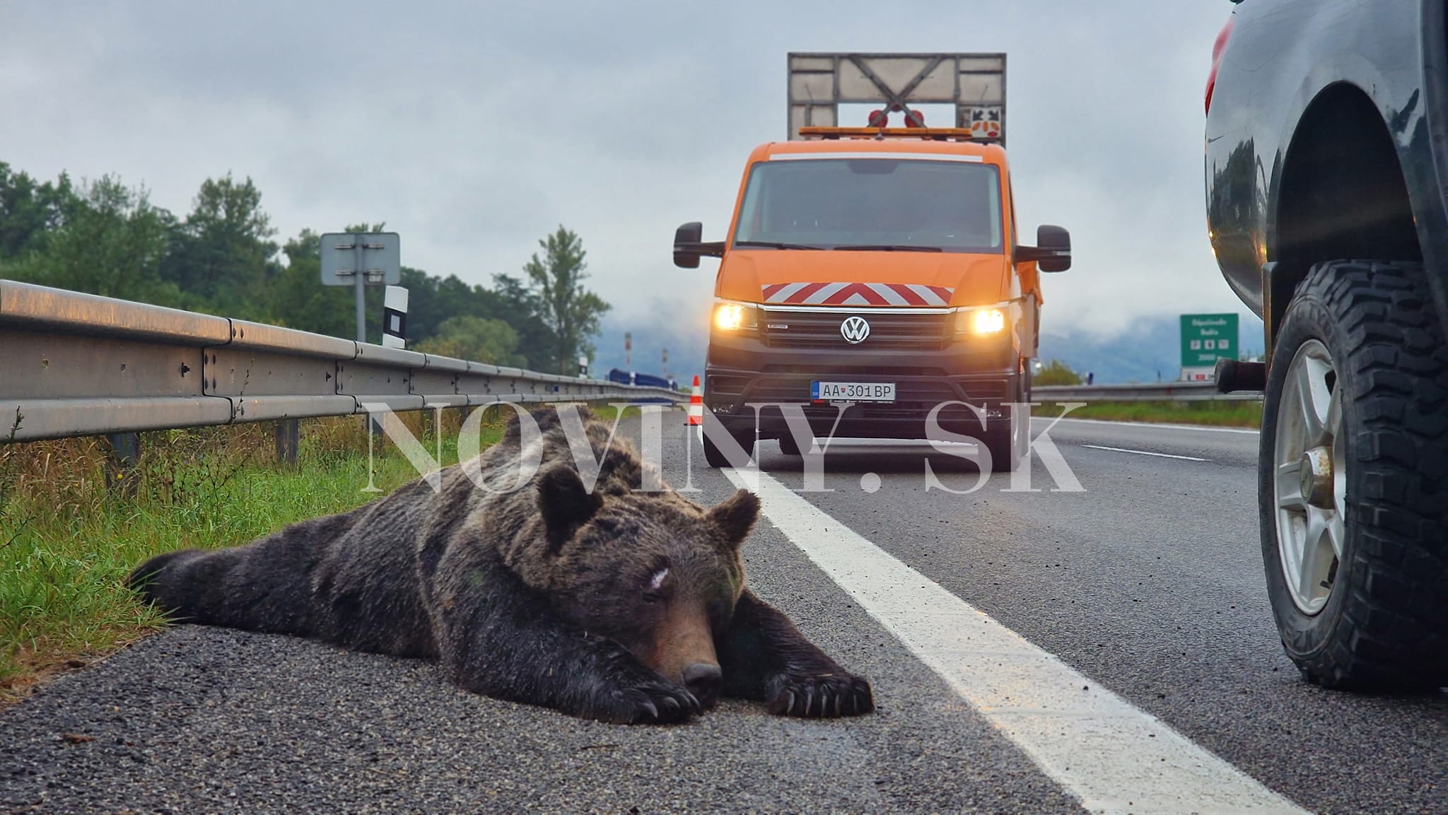 Usmrtený medveď na ceste medzi Žiarom nad Hronom a Zvolenom