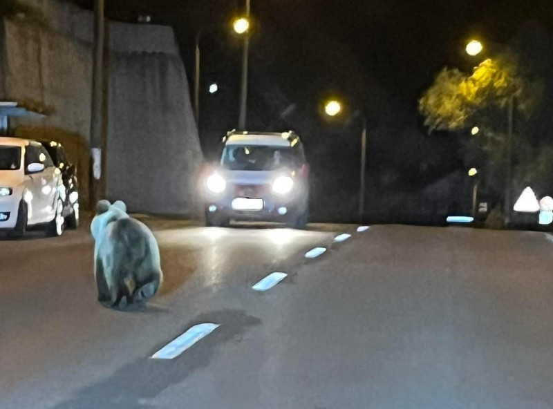 Pohyb medveďa priamo v Banskej Bystrici na križovatke Ďumbierska