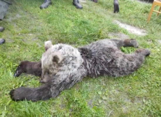 Zrazený medveď pri obci Turčiansky Michal