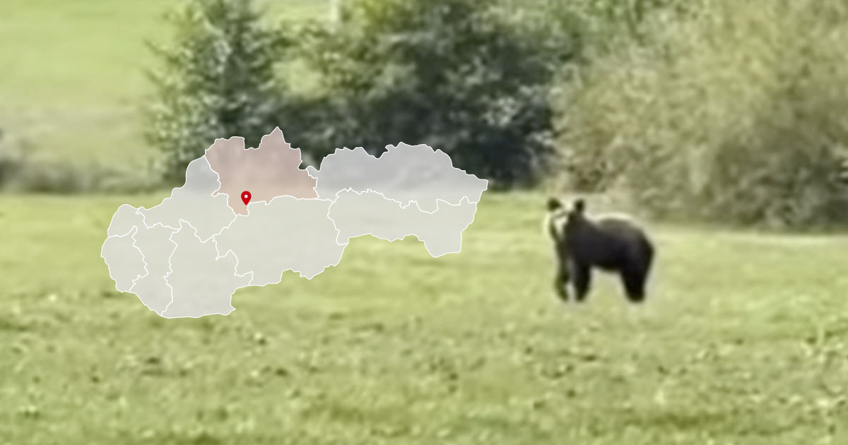 Pohyb medveďa pri obci Mošovce pri Turčianskych Tepliciach