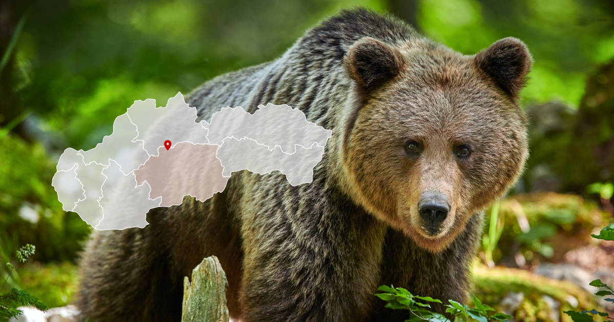 Medveď v záhradách obce Staré Hory v okrese Banská Bystrica