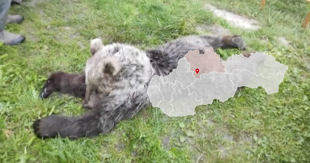 Zrazený medveď, ktorý útočil v juli na farme v obci Háj