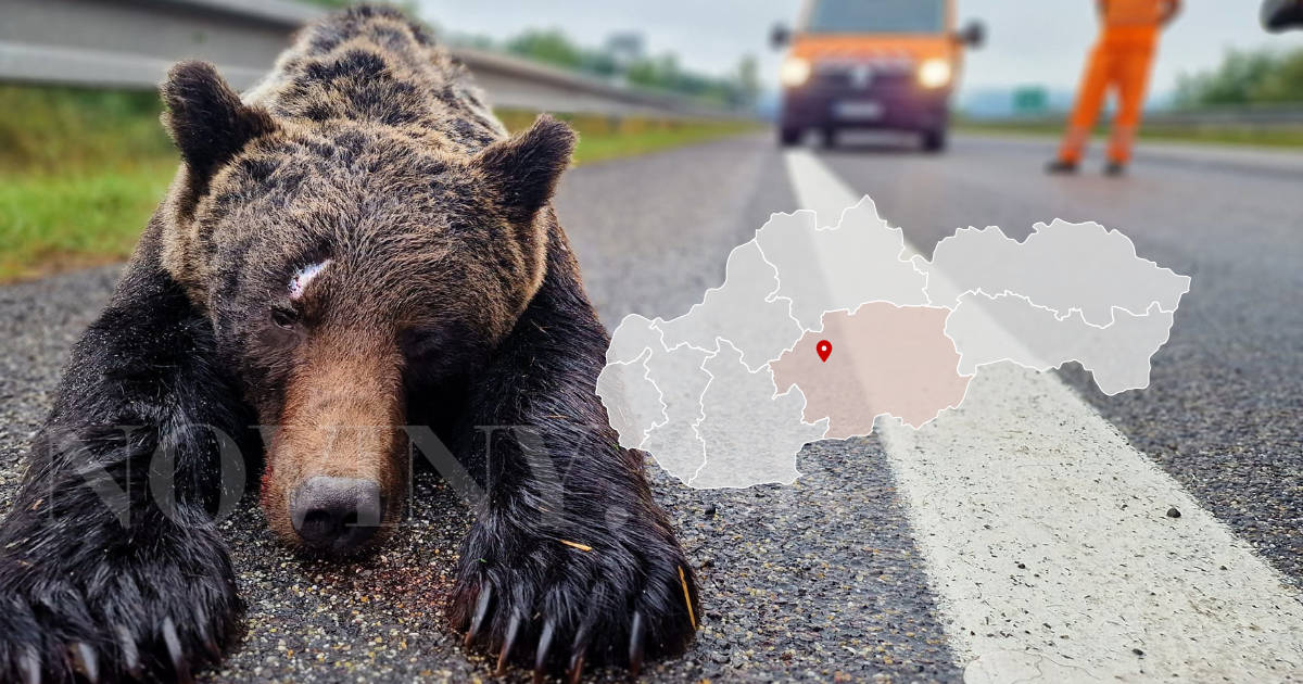Zrazený medveď na ceste R1 pri Zvolene