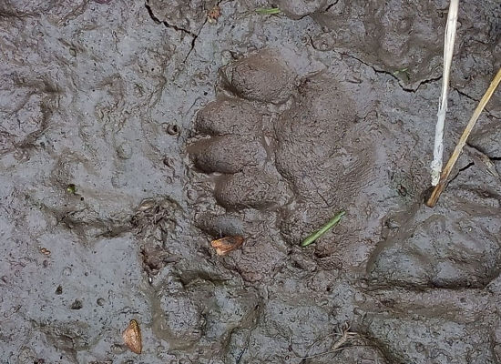 Stopa medveďa pri obci Caboj v okrese Vranov nad Topľou