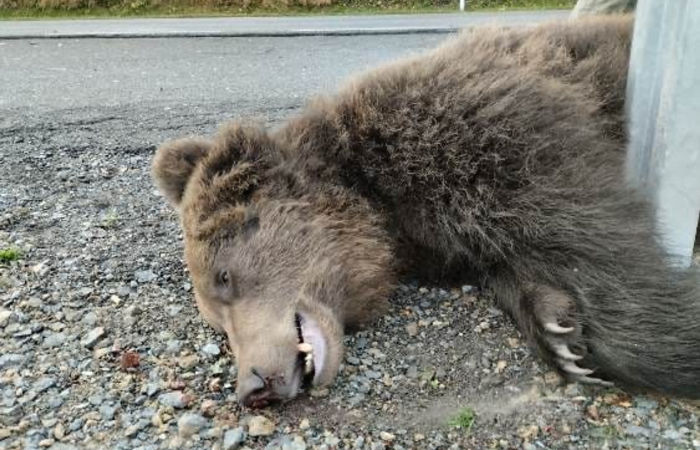 Uhynutý medveď po zrážke s autom pri obci Hybe