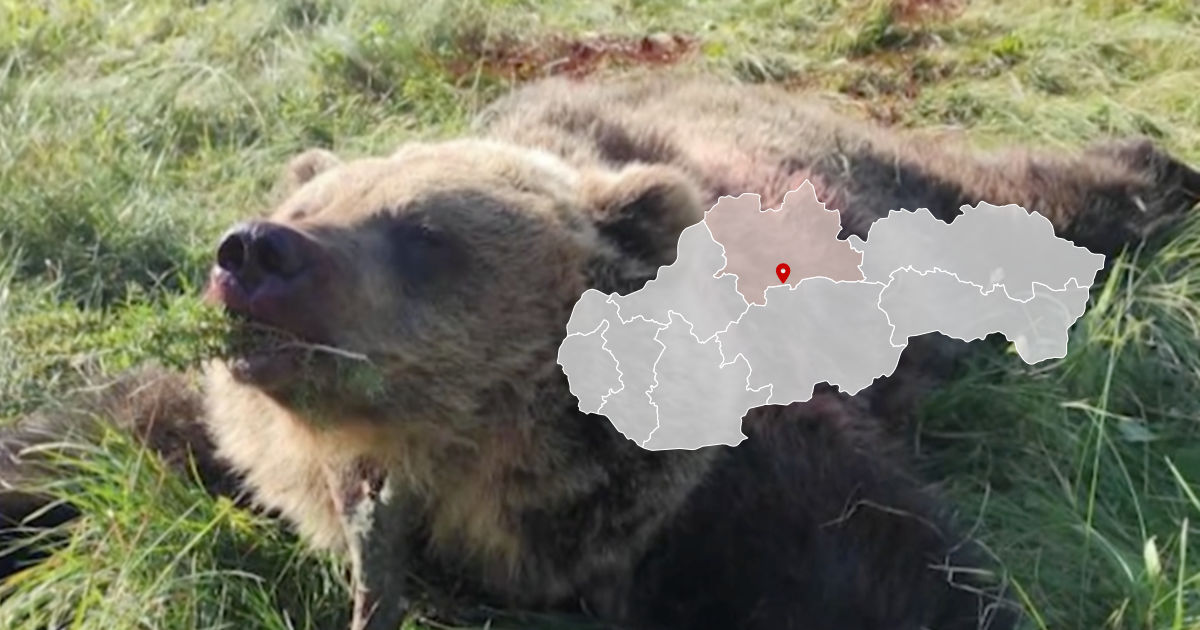 Zastrelili medveďa pri obci Liptovské Revúce v okrese Ružomberok