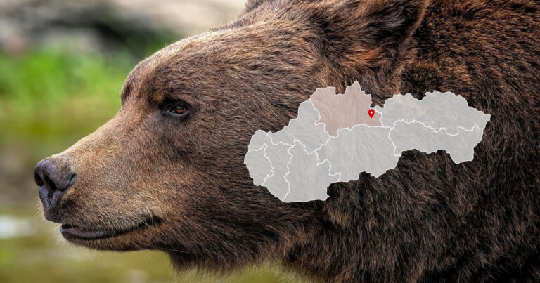 Zranený medveď pri Liptovskom Hrádku v lokalite Hradskej hory