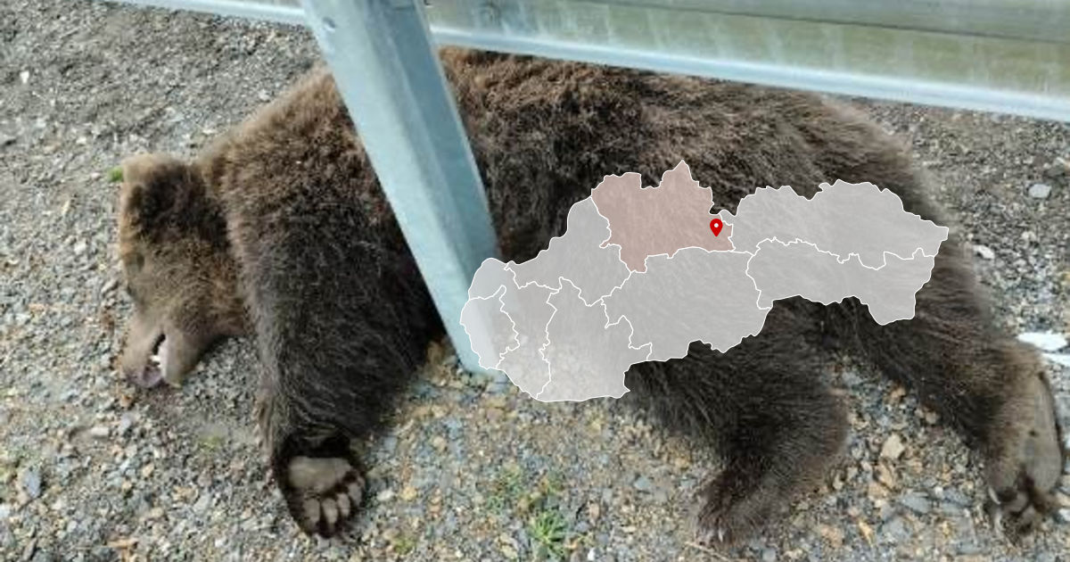 Zrazený medveď pri obci Hybe v okrese Liptovský Mikuláš