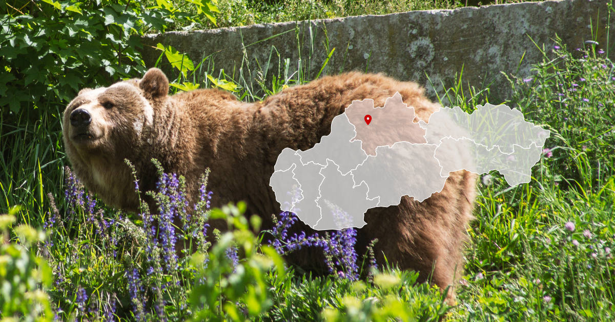 Malý medveď pri obci Stráňavy neďaleko Žiliny