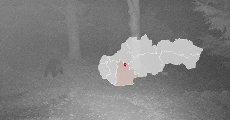 Medveď pri obci Velčice pri Zlatých Moravciach